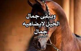 عبارات عن الخيل موسوعة إقرأ عبارات عن الخيل و شعر عن الخيل والحب