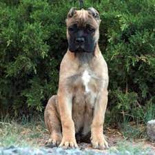 Saw a couple of american bandog mastiffs today, brindle, with huge studded leather collars. Pin On The Beauty Of Nature