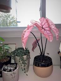 See more ideas about indoor flowering plants, plants, planting flowers. 31 Pretty Pink Houseplants Best Pink Indoor Plants
