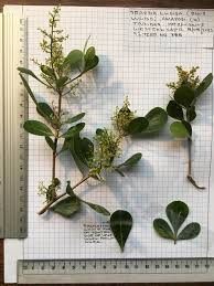 Image result for Searsia lucida