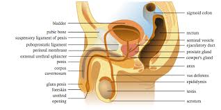 Image result for Sexual Development