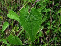 Image result for Tragia glabrata