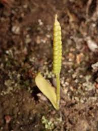 Image result for Ophioglossum reticulatum