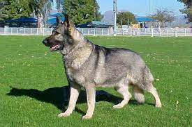 These playful, lovable german shepherd puppies grow into a powerful, intelligent, & protective dog breed. Looks Like My Nonna Nonno S Gsd Cindy 3