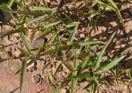 Image result for Cyanotis lanata