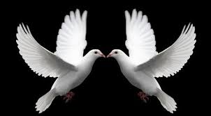 The Heavenly Wings White Dove Release Dove Butterfly Release San Francisco Ca Gambar Hewan Merpati Hewan