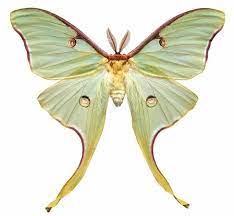 Pin By Nicolas Esparza On Actias Luna Moon Moth Luna Moth Moth
