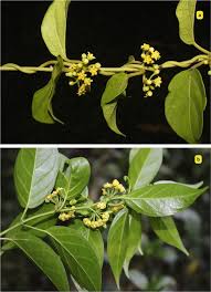 Image result for Rhynchosia tricuspidata