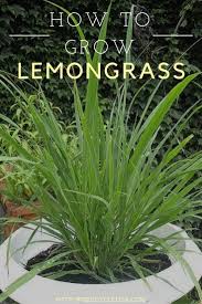 In this guide, we will cover how to grow lemongrass at home, indoors and outdoors. Secrets Of Growing Lemongrass Grow Lemongrass Lemon Grass Lemongrass Plant