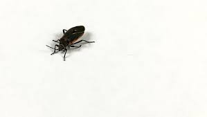 What Are These Black And Red Bugs