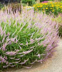 Veronicastrum Lavendelturm Top Qualitat Baldur Garten