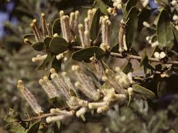 Image result for Tapinanthus