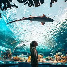 Ripley'S Aquarium Of Canada | Must-See Attractions