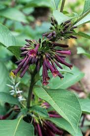 Image result for Iochroma