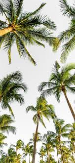 Iphone xs max iphone x / xs iphone 6s+/7+/8+ iphone 6/6s/7/8. Best Summer Iphone 12 Hd Wallpapers Ilikewallpaper