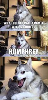 We all studied in our childhood maybe in some 2nd or 3rd standard that generally camels have 2 hump excluding the bactrian breed which have single hump, and having three hump. No Humps 9gag