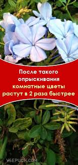 домашних условиях комнатные цветы фото и названия и уход за ними Posle Takogo Opryskivaniya Komnatnye Cvety Rastut V 2 Raza Bystree Plants Garden Home And Garden