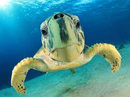 Their shell (carapace) consists of small, interlocking bones beneath the skin that overlie a supportive layer of connective tissue and fat and the deeper skeleton. Hawksbill Sea Turtle Sea Turtle Facts And Information