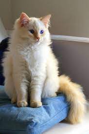 Beyond Nine Lives What You Need To Know About Ragdoll Cats Reston Now