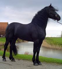Black And Arabian Mix Friesian And Arab Cross Horses Beautiful Horses Black Horses