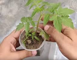 Mudah dan hasilnya pokok kesum hidup subur. Tanam Tomato Dalam Botol Mineral Cara Paling Mudah Jimat Ruang Keluarga