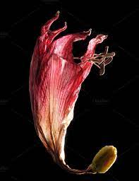 Dead Amaryllis Flower Amaryllis Flowers Dying Flowers Flowers Photography