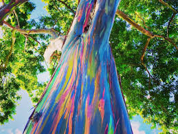 Maybe you would like to learn more about one of these? Facts About The Eucalyptus Tree Description And Uses Hubpages