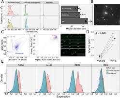 Fill form 29, edit online. Neutrophil Microvesicles From Healthy Control And Rheumatoid Arthritis Patients Prevent The Inflammatory Activation Of Macrophages Ebiomedicine