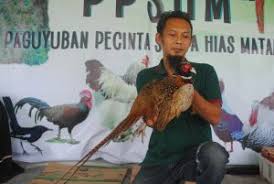 Ringneck Jantan Warna Bulunya Lebih Menyolok Harian Merapi