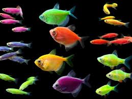 What Kind Of Fish Are You Peixes Imagens