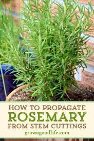 How To Propagate A Rosemary Plant From Stem Cuttings Rosemary Plant Planting Herbs Growing Vegetables