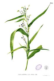 Image result for Megaloprotachne