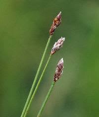 Image result for Eleocharis acutangula