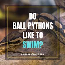 Maybe you would like to learn more about one of these? Do Ball Pythons Like To Swim Can You Bathe With Your Ball Python