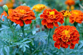 Image result for tagetes)
