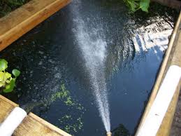Ft Lauderdale Water Garden And Koi Small Koi Lotus Plants Tropical Water Lilies Wakin All Sizes Large Pond Sna Pond Filter System Pond Filters Diy Pond