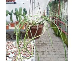 Image result for Cynanchum viminale