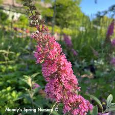 Image result for buddleia davidii