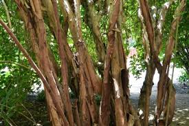 Image result for Kolkwitzia amabilis