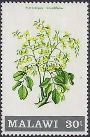 Image result for Pterocarpus rotundifolius