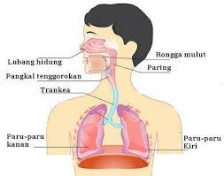 Proses tersebut terjadi di alveolus dan di sel jaringan tubuh. Sistem Pernafasan Pada Manusia Biology Quiz Quizizz