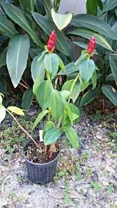 Pin On I Have That Plant