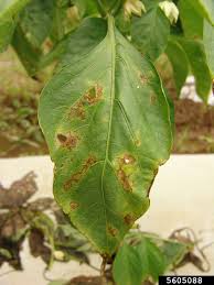 Image result for tomato seedling xanthomonas vesicatoria