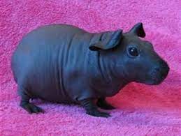 What kind of pig is born without hair? Pin On Animals