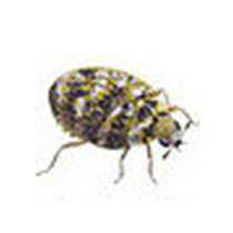 You should vaccum daily, or at least every other day, during your treatments. Defon Carpet Beetles