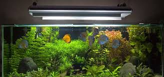 best aquarium lighting techniques