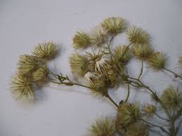 Image result for Pseudoconyza viscosa