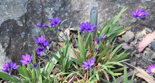 Image result for Babiana