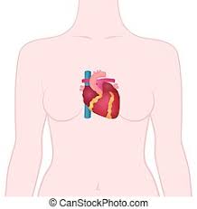 Check spelling or type a new query. Anatomy Of The Human Heart The Location Of The Heart In The Human Body Canstock