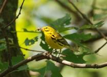 Birding Basics